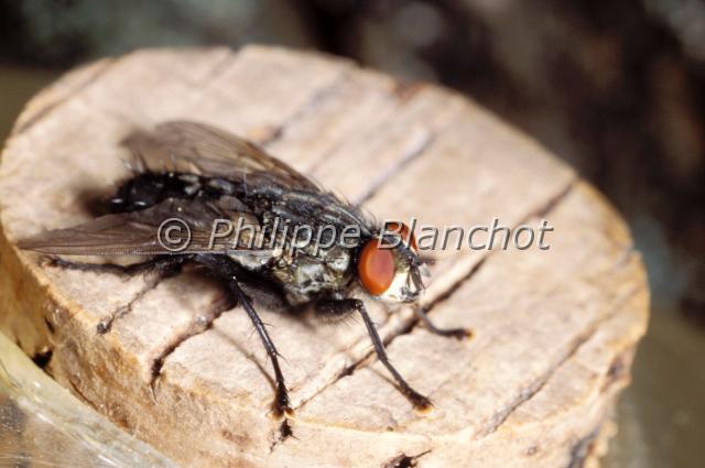sarcophaga carnaria.JPG - Sarcophaga carnariaMouche à damier, Mouche grise de la viandeFlesh FlyDiptera, SarcophagidaeFrance